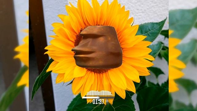 Hi-Fi - Седьмой лепесток (Phonk Remix by KeyTim) смотреть онлайн