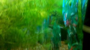 Распылитель СО2 из ветки рябины