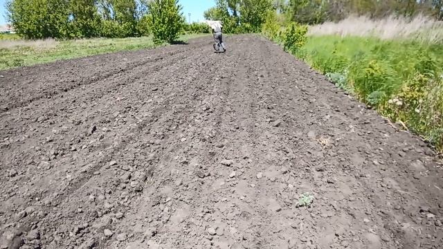 Сею амарант