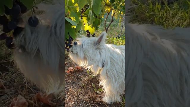 Вест хайленд уайт терьер кушает виноград 🍇