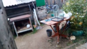 Вес утки голубой фаворит в 4месяца ..