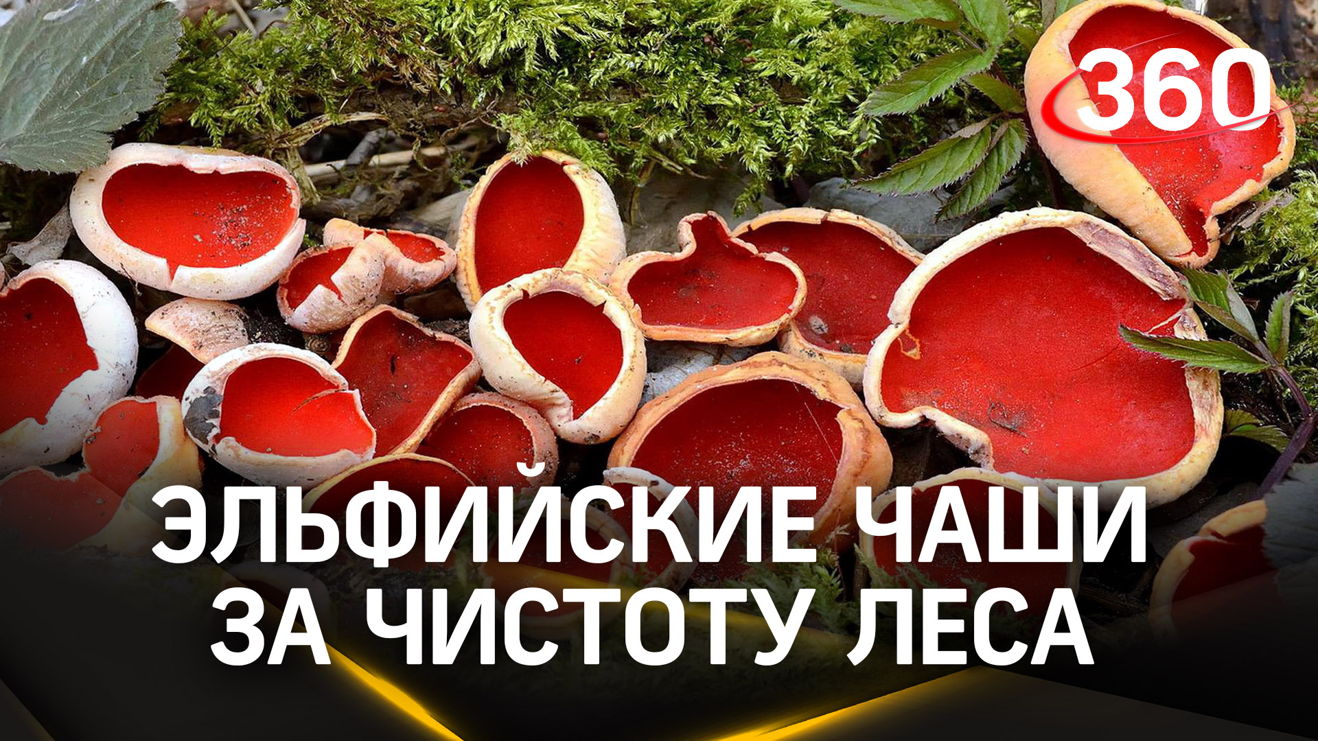 Благодаря грибам «эльфийским чашам» жители Пущина могут быть уверены в чистоте своих лесов