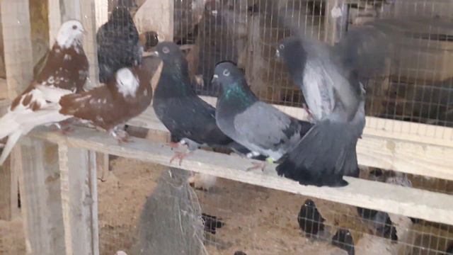 Кировоградские голуби.Молодёж.Продам.+38 067 705 12 19. смотреть онлайн