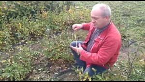 Как выращивать жимолость
