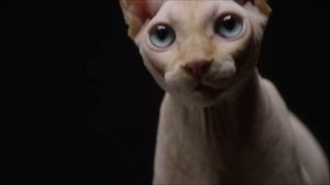 Meet the unusual Sphynx Cat ?