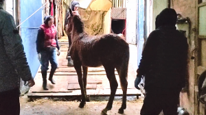 Отправка коневоза в Казахстан и Кыргызстан. Продажа лошадей ЦЕНЫ по тел +79883400208 Вацап Телеграм