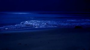 Top Relaxation. Sleep By The Sea All Night With The Full Moon And Relaxing Sparkling Waves.