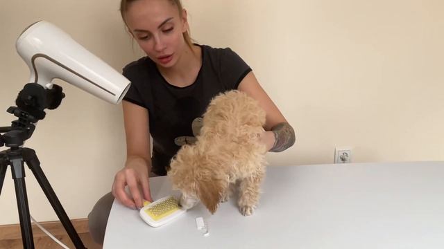 Грязный пёс! Первый раз мою щенка! Щенок той пудель Фанта 3 месяца!#тойпудель #щенок #toypoodle