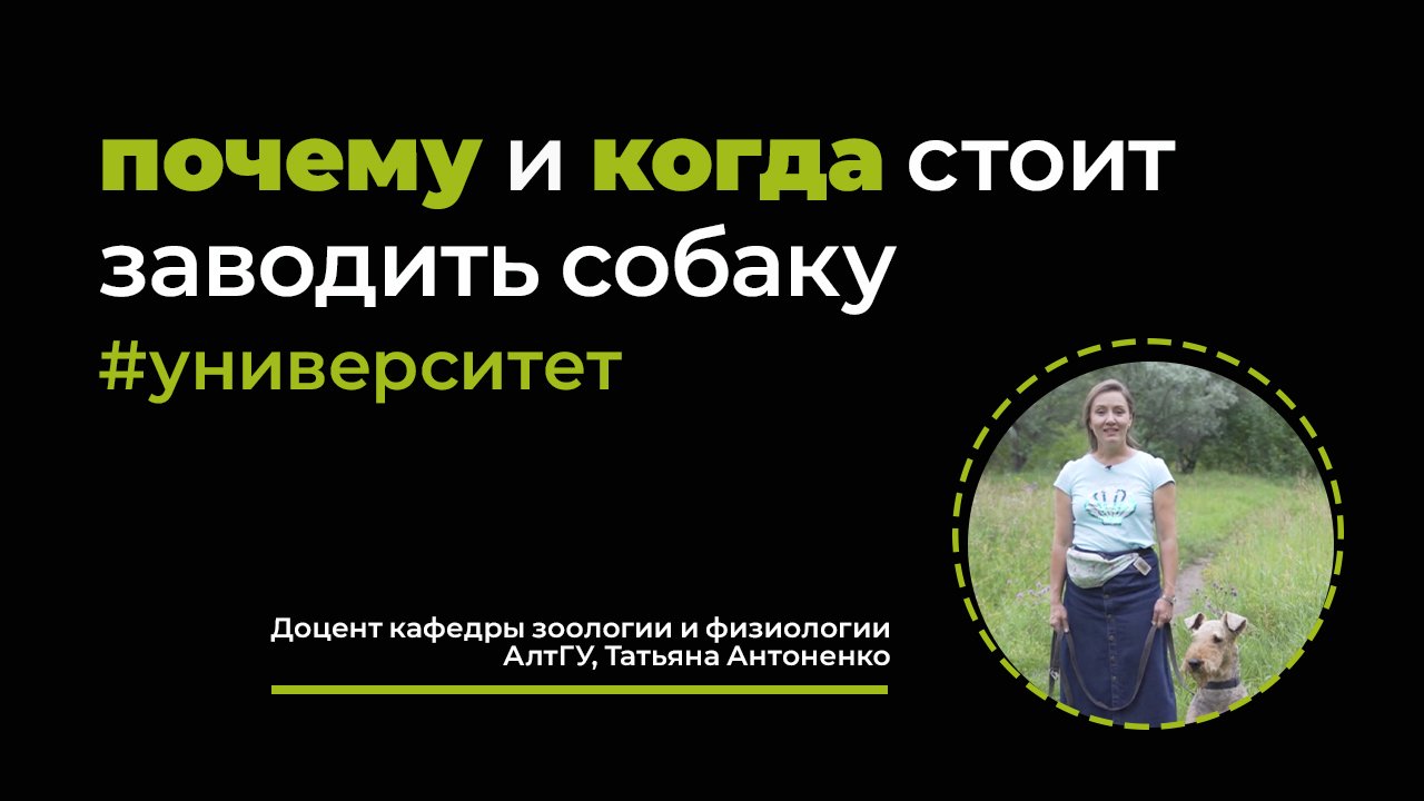 Стоит ли заводить собаку? Рассказывает биолог Татьяна Антоненко / АлтГУ