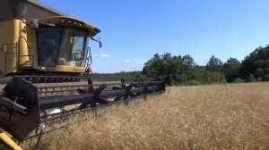 Райграс однолетний -  технологические моменты (сев 18.04.2015, уборка 25.07.2015))