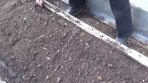Посев укропа и петрушки,22 марта