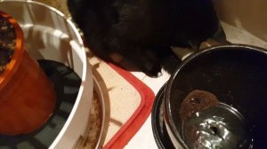 Пересадка Нолины.Уход в домашних условиях за Бокарнеей (Нолиной )Ежедневный влог из Эстонии