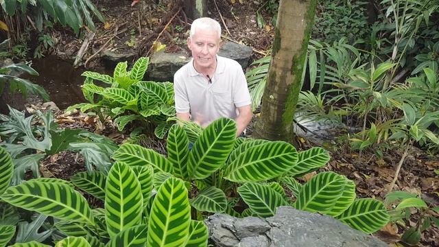 Calathea zebrina - Brisbane Garden and Plant Expo Video 7 - 2021 смотреть онлайн