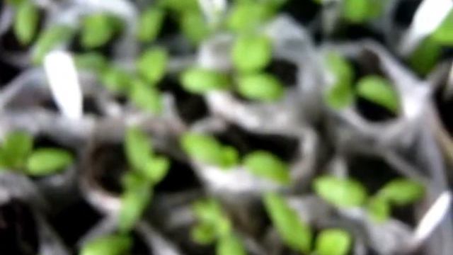 Обзор моей рассады. Хитрости выращивания