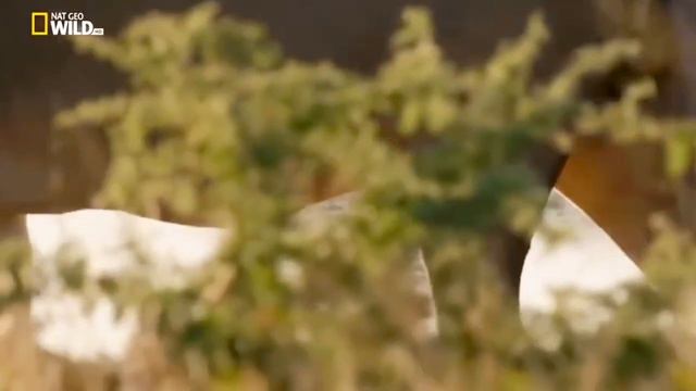 Хищники Африки | Nat geo wild