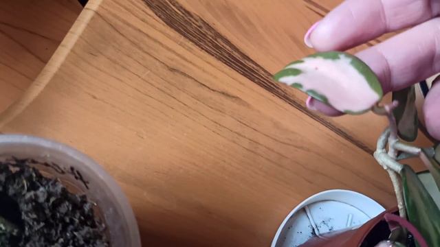 Моя малюсенькая коллекция хой 🌱