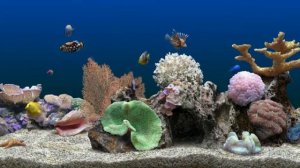 Виртуальный аквариум | Виртуальные рыбки | Заставка для ТВ