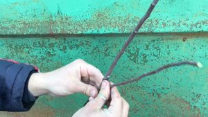 Острый угол отхождения ветки. Чем плохо? Вилка