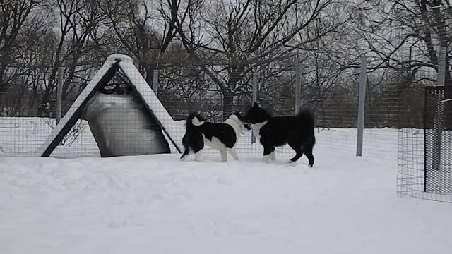 Вязка Бурнаша и Уники. смотреть онлайн