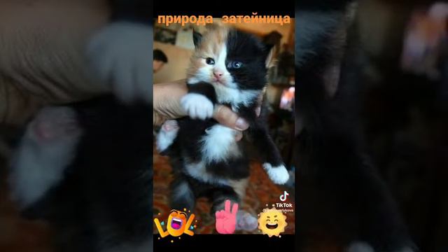 художник,сериал