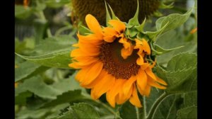 "Ты - бомжиха", - смеялся класс над бедной девочкой. Спустя мнго лет бывшие одноклассники...