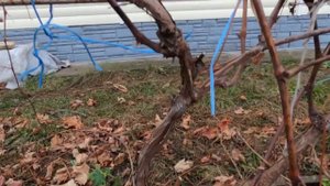 Осенняя ОБРЕЗКА и УКРЫТИЕ ВИНОГРАДА на ЗИМУ