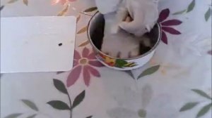 Полезные рецепты из Алоэ в домашних условиях.