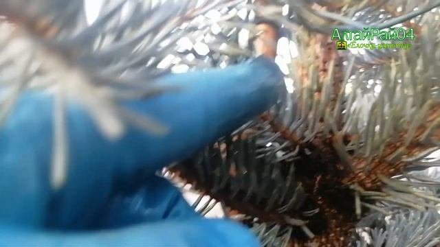 Ель Хупси, после купания летом, множество новых почек