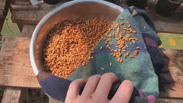 ПШЕНИЦА ПРОРАСТАЕТ МГНОВЕННО!!пшеница, сельское хозяйство, фермер, озимая пшеница,
