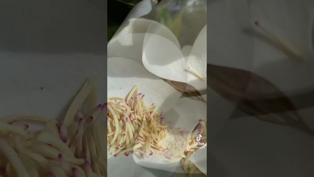 Life Cycle of the Magnolia Flower