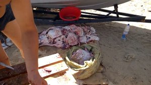 Морская лиса скат ( разделка )