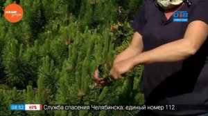 Садовые истории — обрезка сосны
