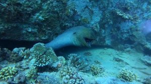 Мурены в Красном море.