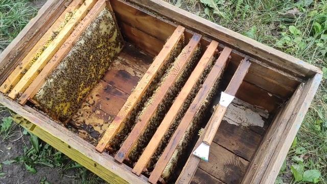 КУПИЛ МНОГОКОРПУСНЫЕ УЛЬЯ И ПЕРЕСАДИЛ ТУДА ПЧЕЛ !!! смотреть онлайн