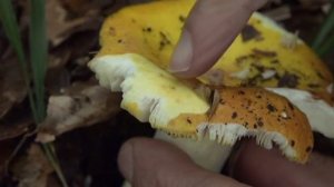 Russula aurea @ Conoscere i funghi 09.10.2015