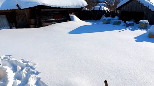 Проведал пчел в зимовнике и на улице. Оставил медовые лепешки. смотреть онлайн