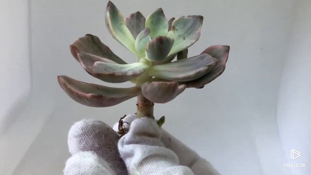 Graptoveria Mrs. Richards смотреть онлайн