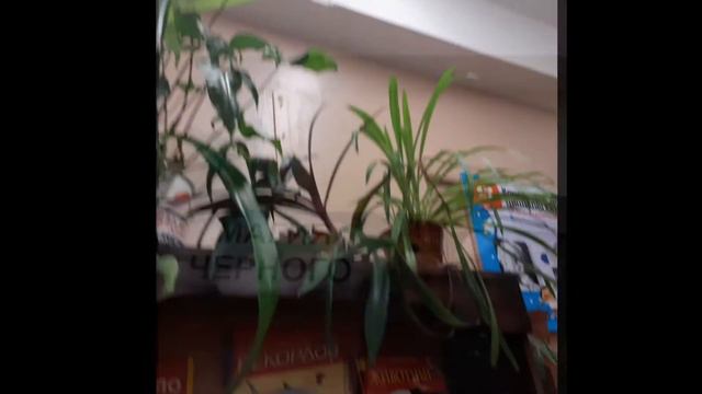 Выставка "Цвет, свет и книги. Магия черного. Магия белого" смотреть онлайн