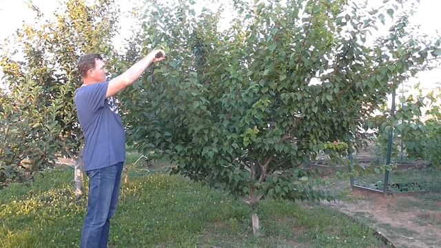 Летняя обрезка абрикоса на повышение урожайности смотреть онлайн