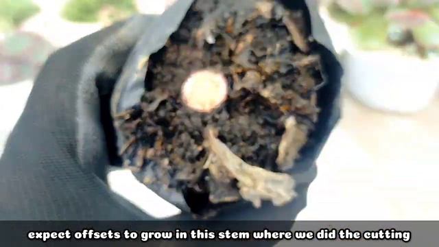 147 ECHEVERIA HERCULES SUCCULENT CARE GUIDE || Succulent Care Tips 다육식물 多肉植物 Suculentas смотреть онлайн