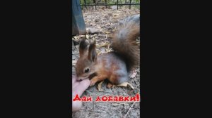 Дай добавки!.mp4