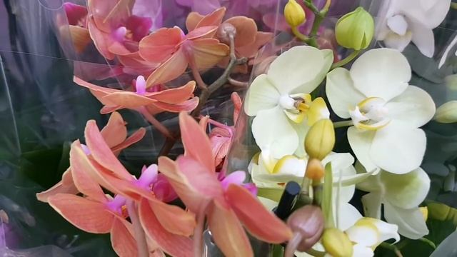 НЕПРИЛИЧНЫЕ цены ШИКАРНЫЕ ОРХИДЕИ фаленопсис LEROY MERLIN ЛЕРУА МЕРЛЕН орхидея Orchid Phalaenopsis