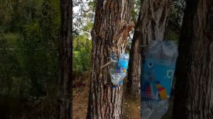 Ловля щуки в сенябре на спиннинг. Самарская область, с.Мордово, 13.09.2021г.