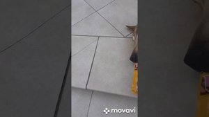 Шарик Лазаревский, как он меня напугал, наверное у него разгрузочный день...