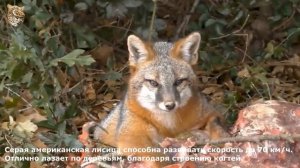 Детям о животных: Лиса