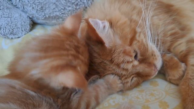 Котенок мейн-кун 2 месяца и мама смотреть онлайн