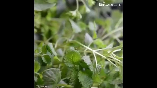 Садовая система будущего в форме кольца смотреть онлайн