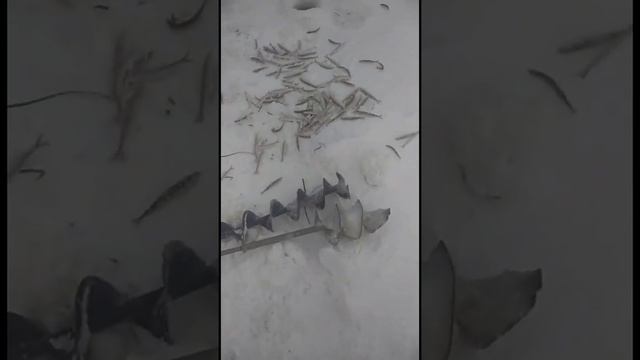 Новости. Рыбалка.Корюшка. Де-Кастри. Грязи. 23.12.2021г. смотреть онлайн