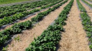 Новая система полива для клубники