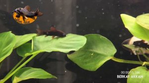 Black Venezuella Corydoras